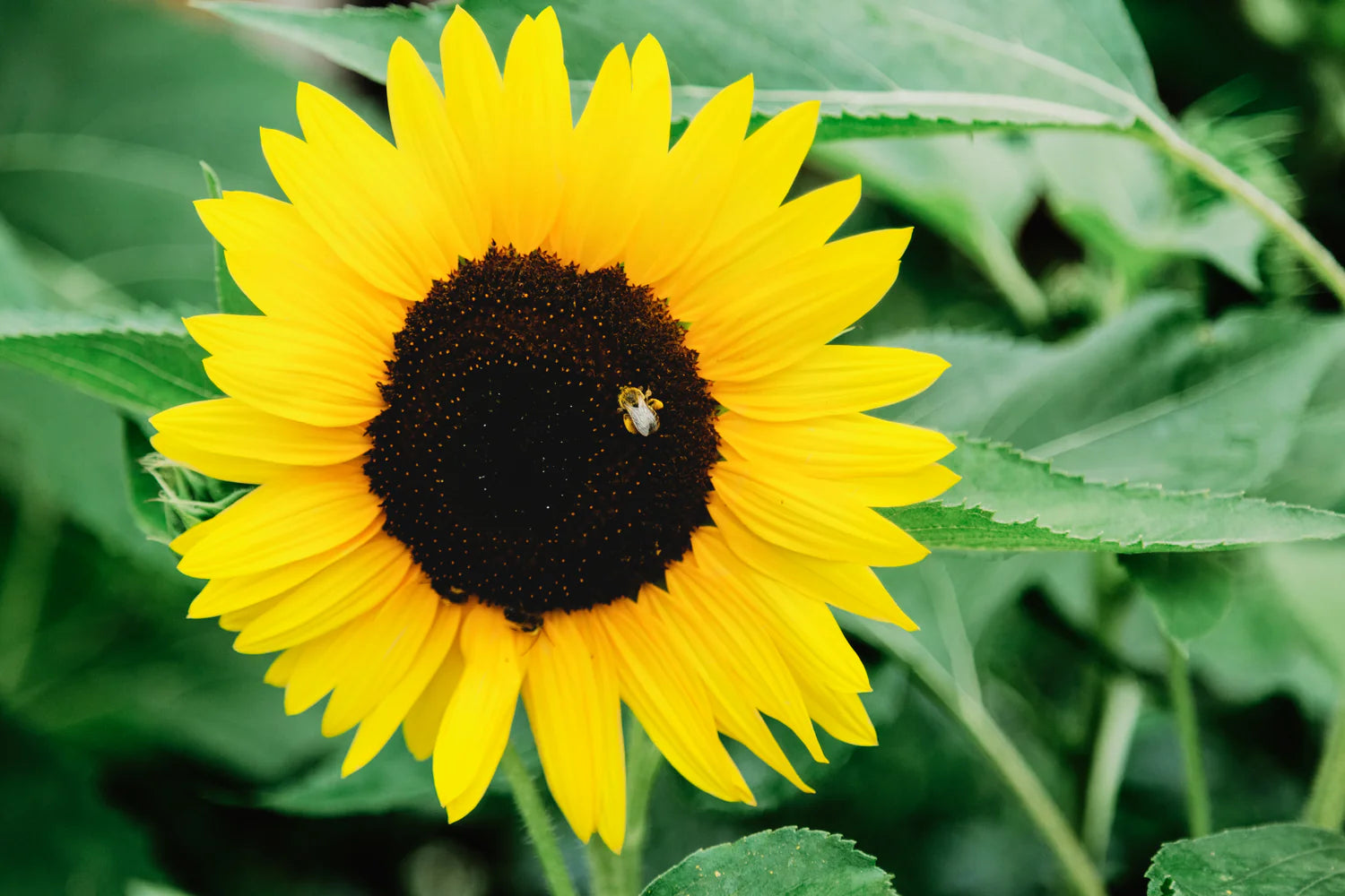 bee inside a giant sunflower