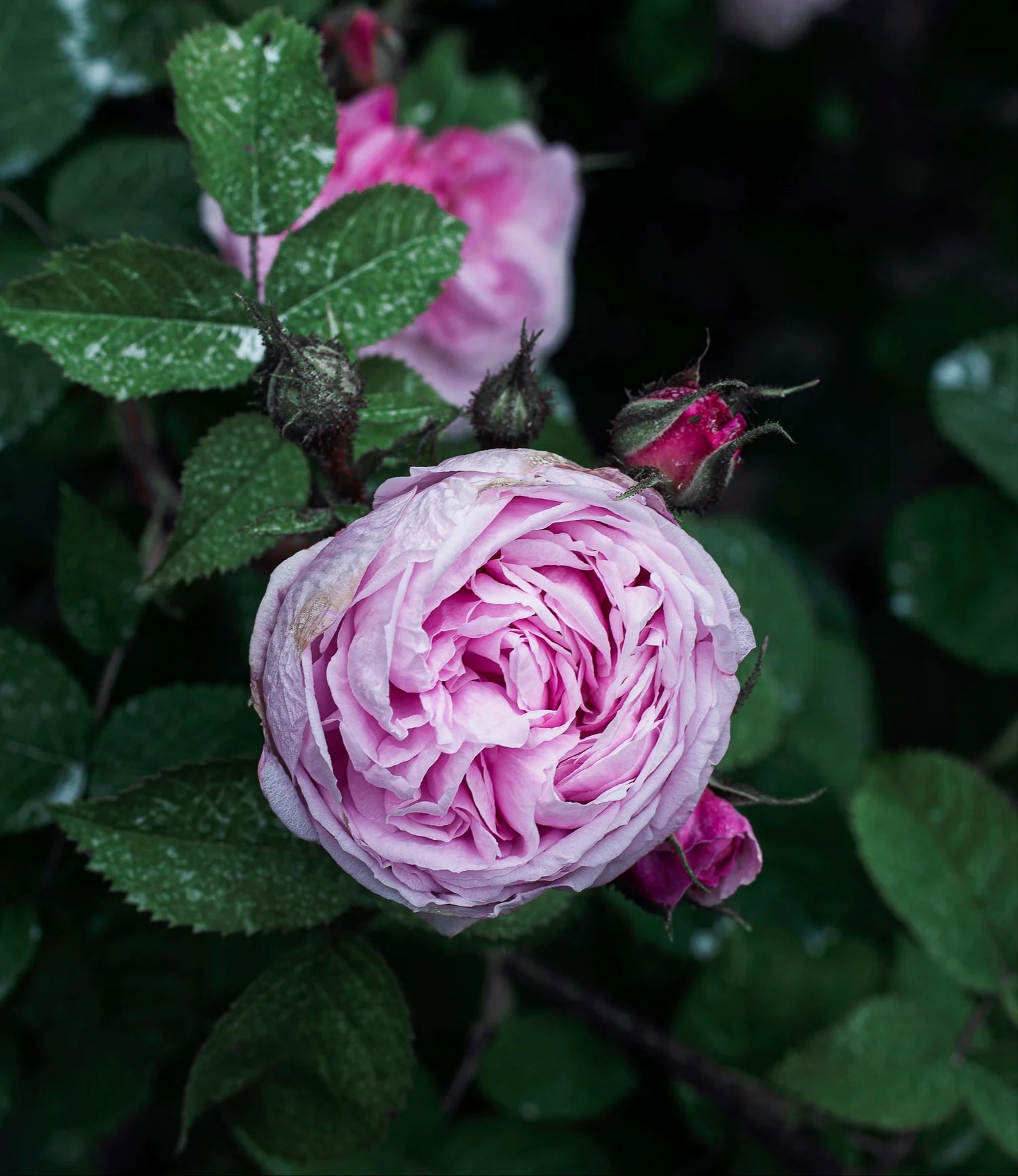 bulgarian pink roses