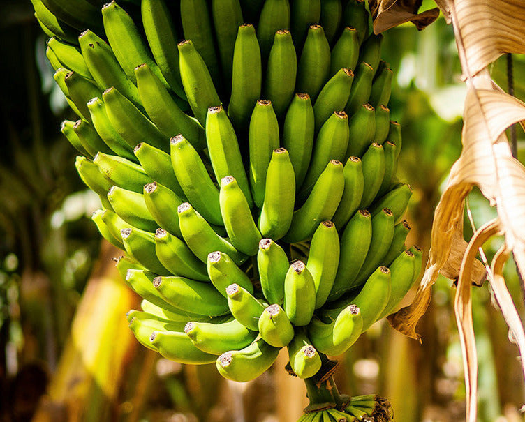 bananas
