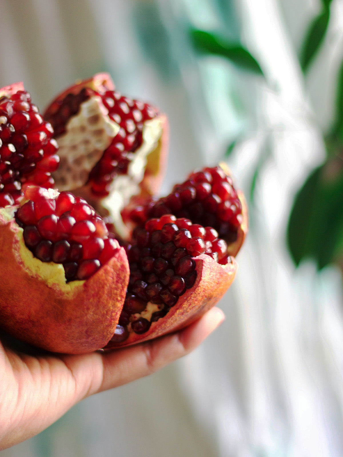 close up of open pomegranate fruit
