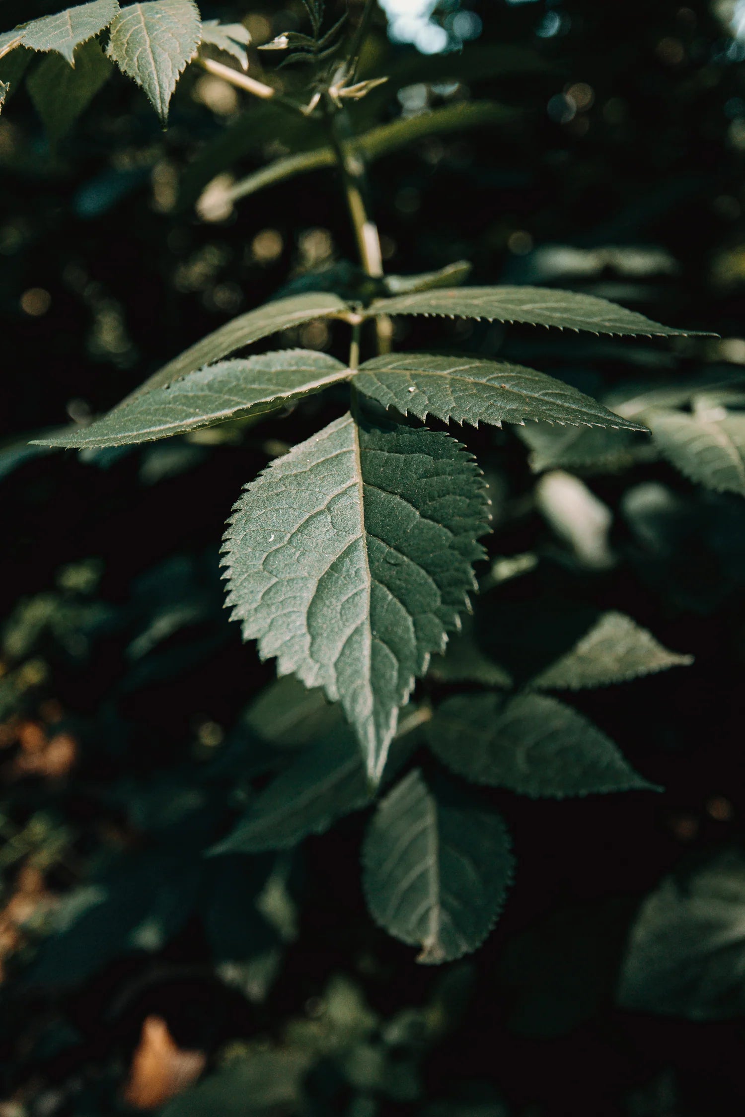 green tea leaves