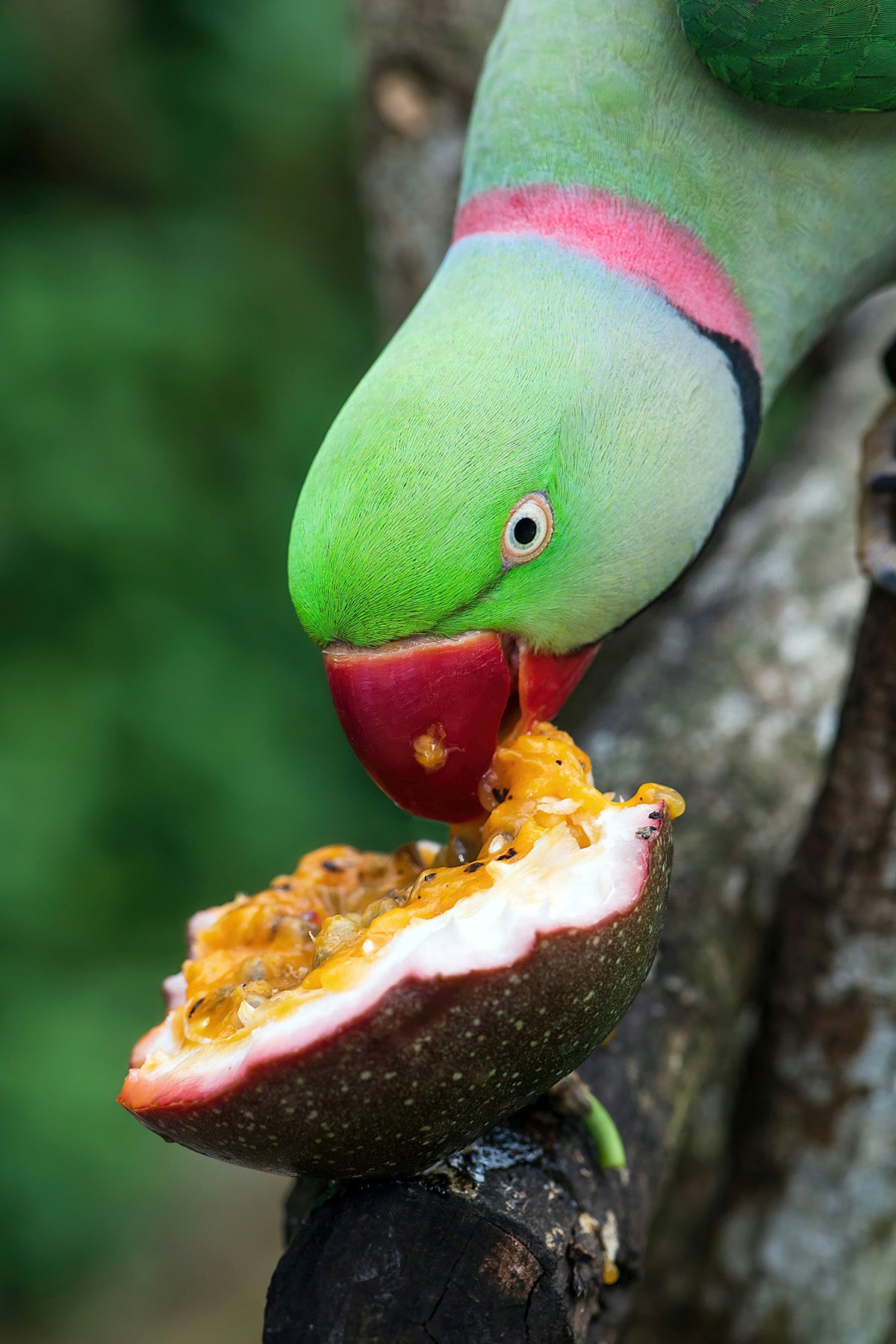 parrot eating passionfruit