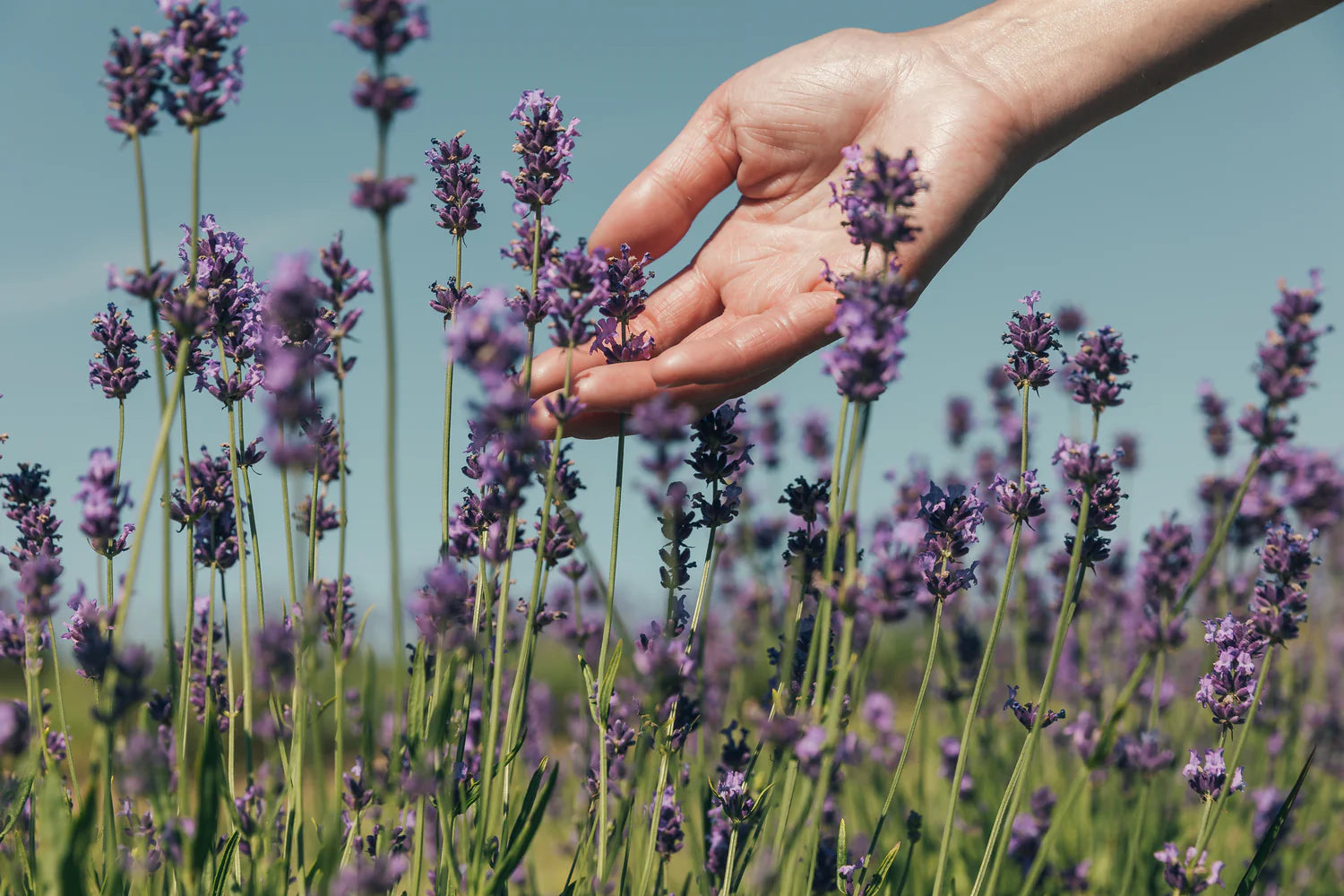 purple wild flowers