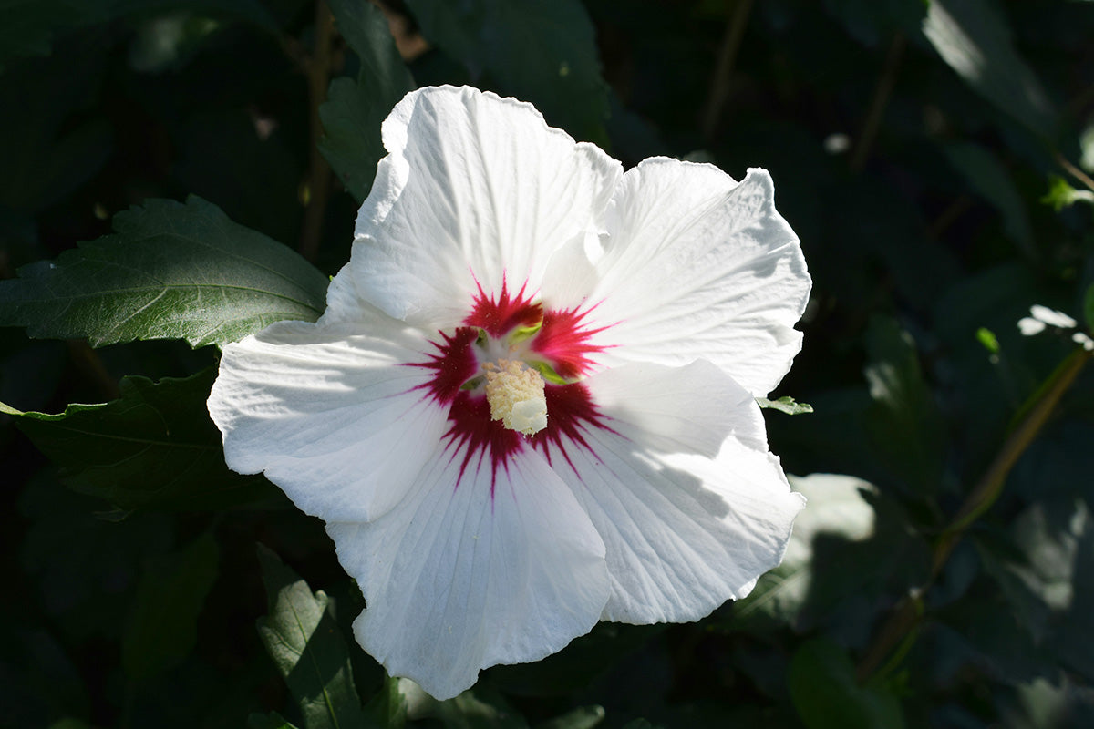 close up of white hibiscus flower