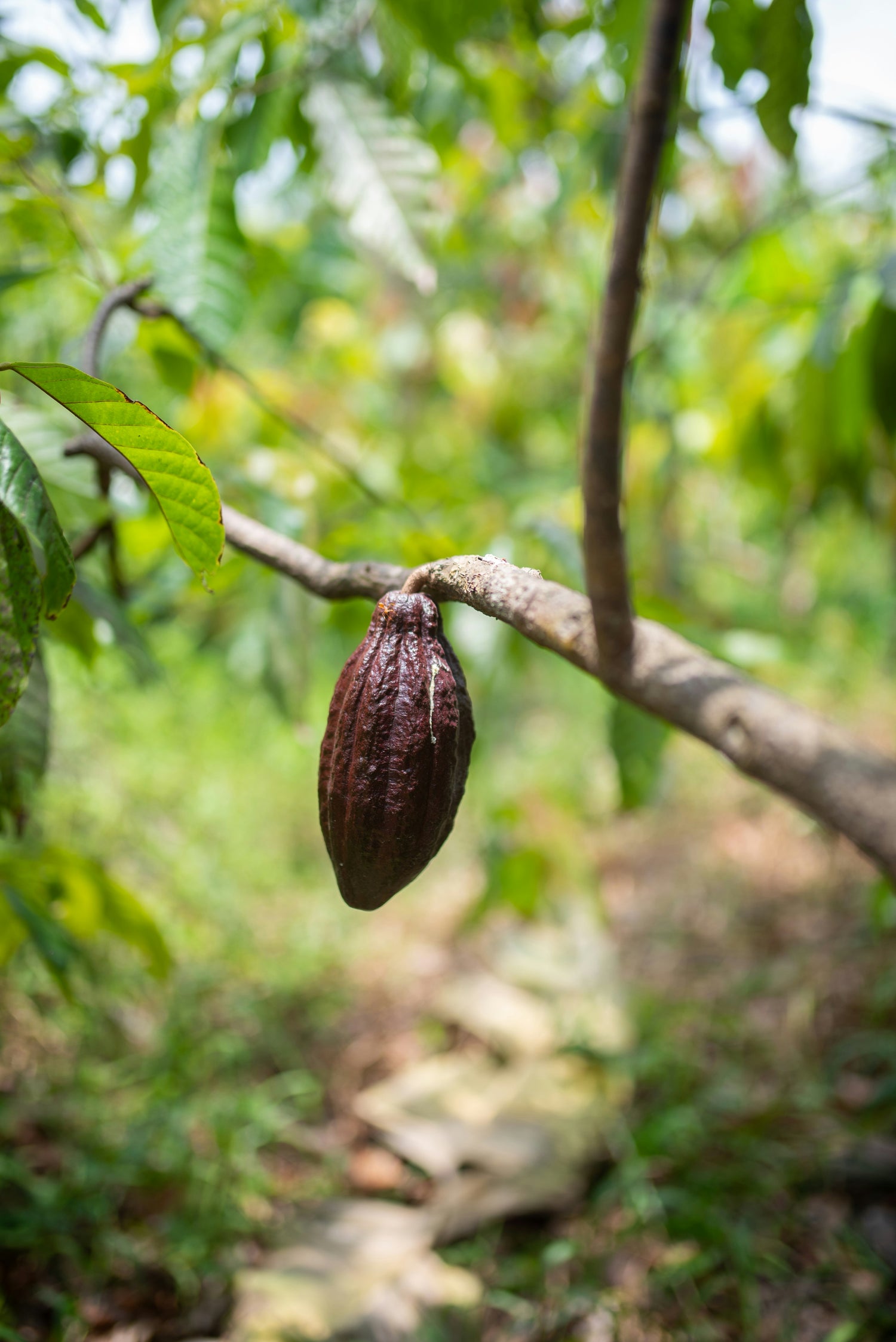 big cocoa bean pod hanging from tree