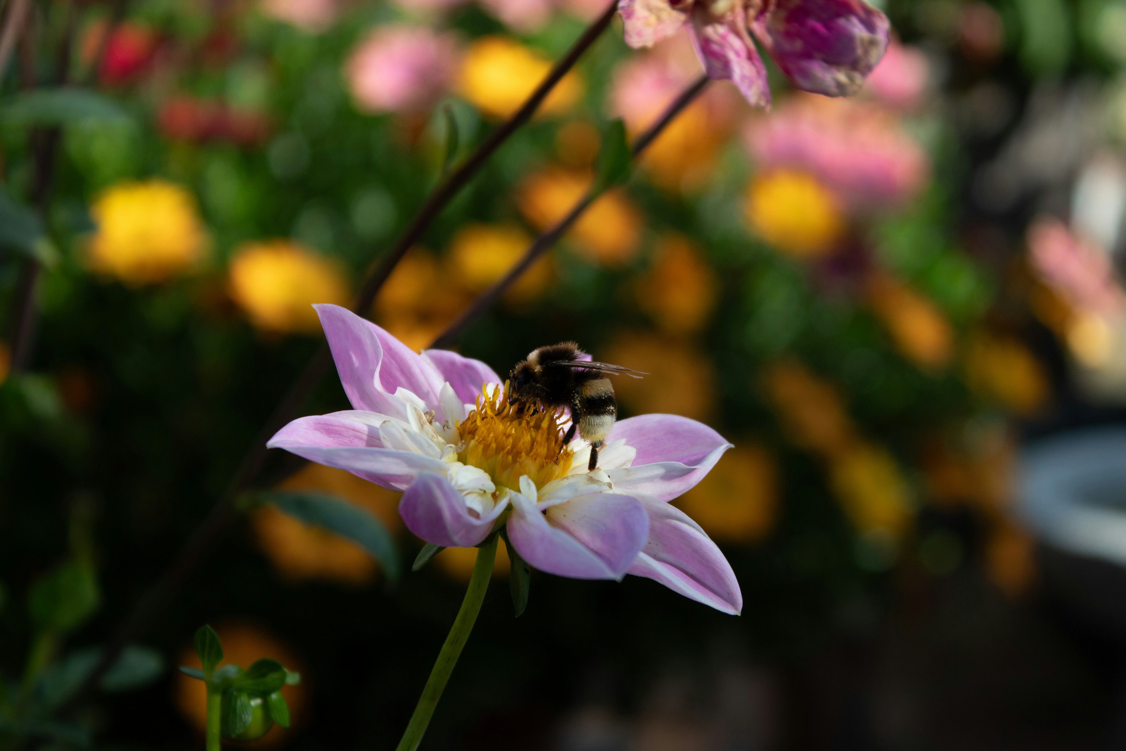 bumble bee on pink flower