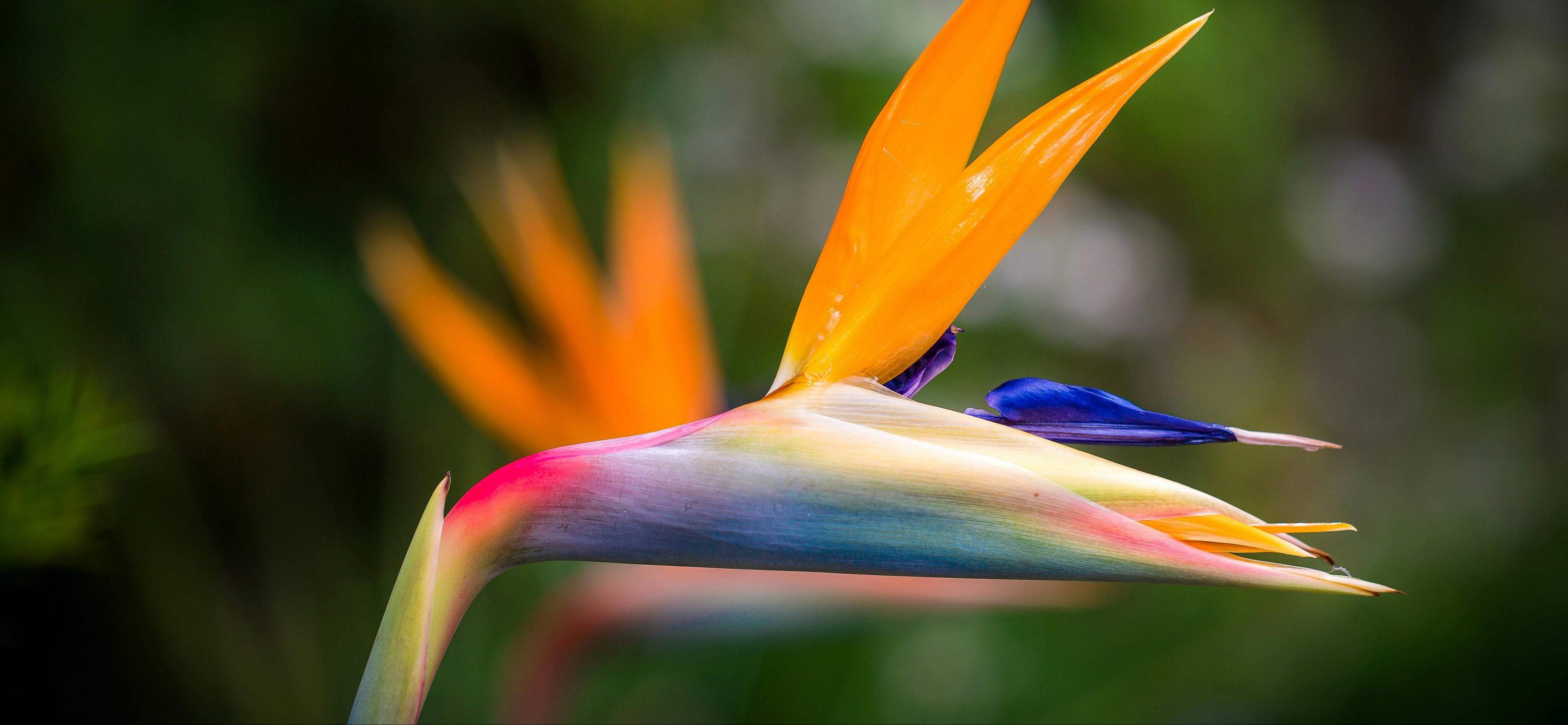 close-up of bird of paradise flower