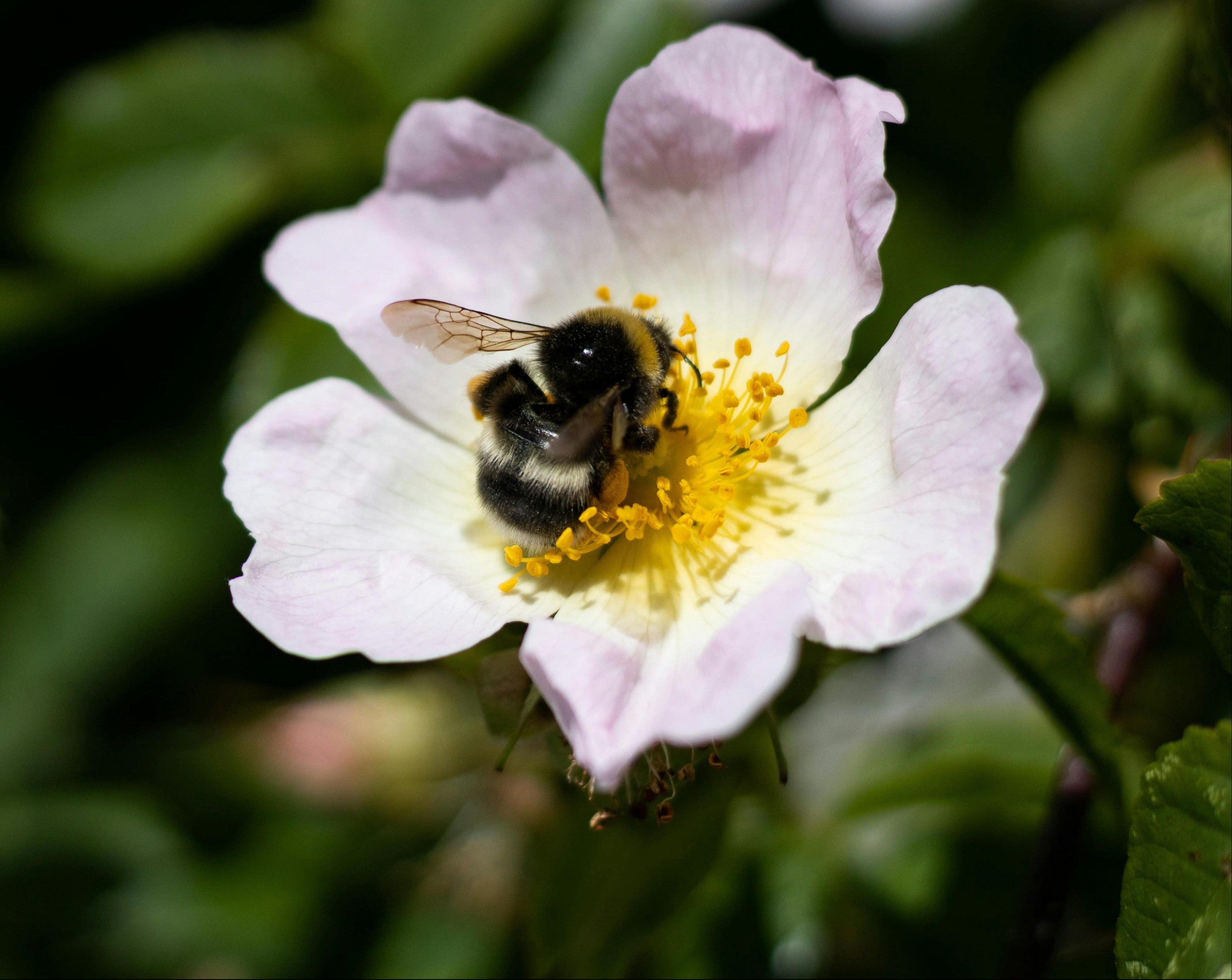 Bee on a white flower with a blurred green background