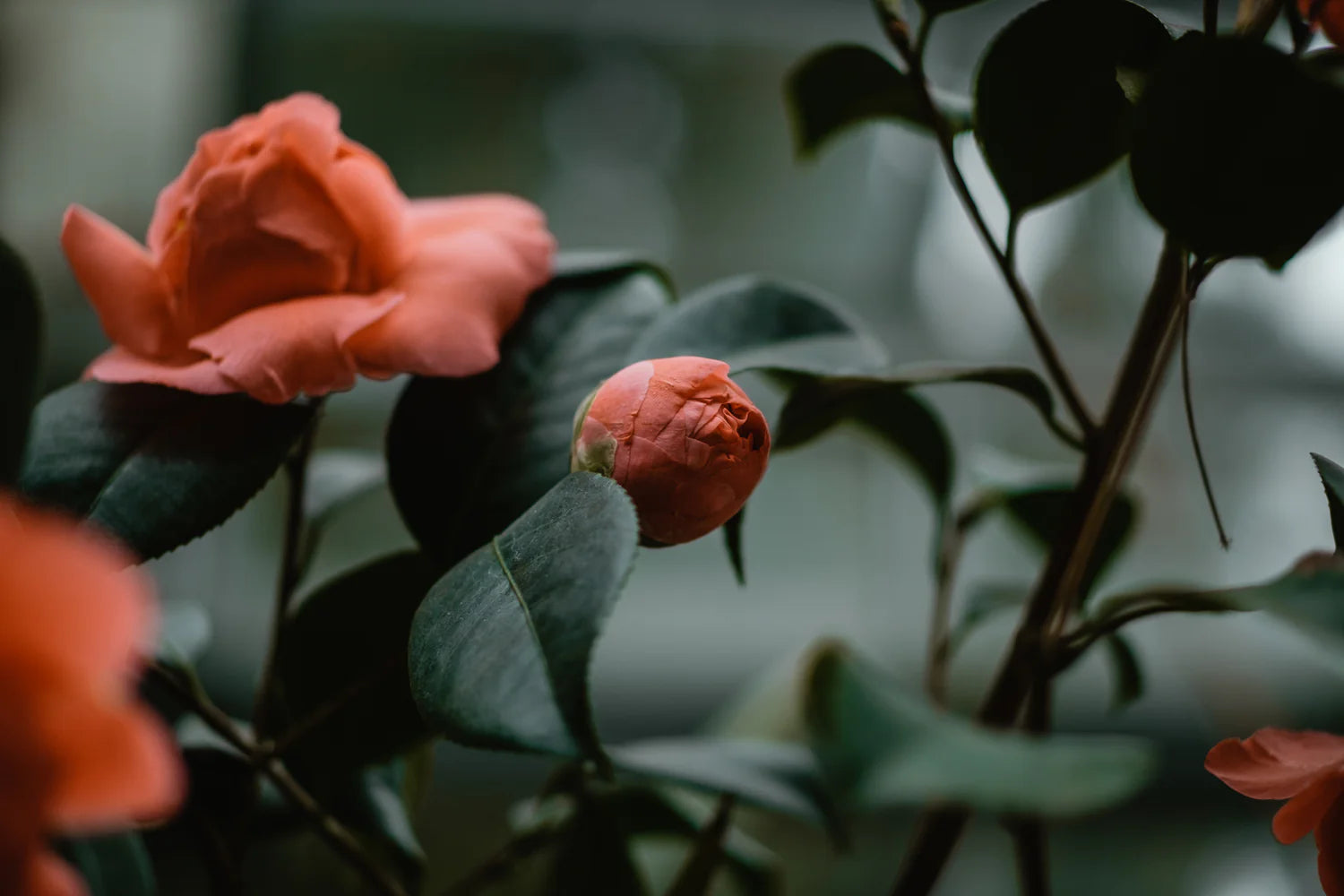 close up of rose buds on rose bush