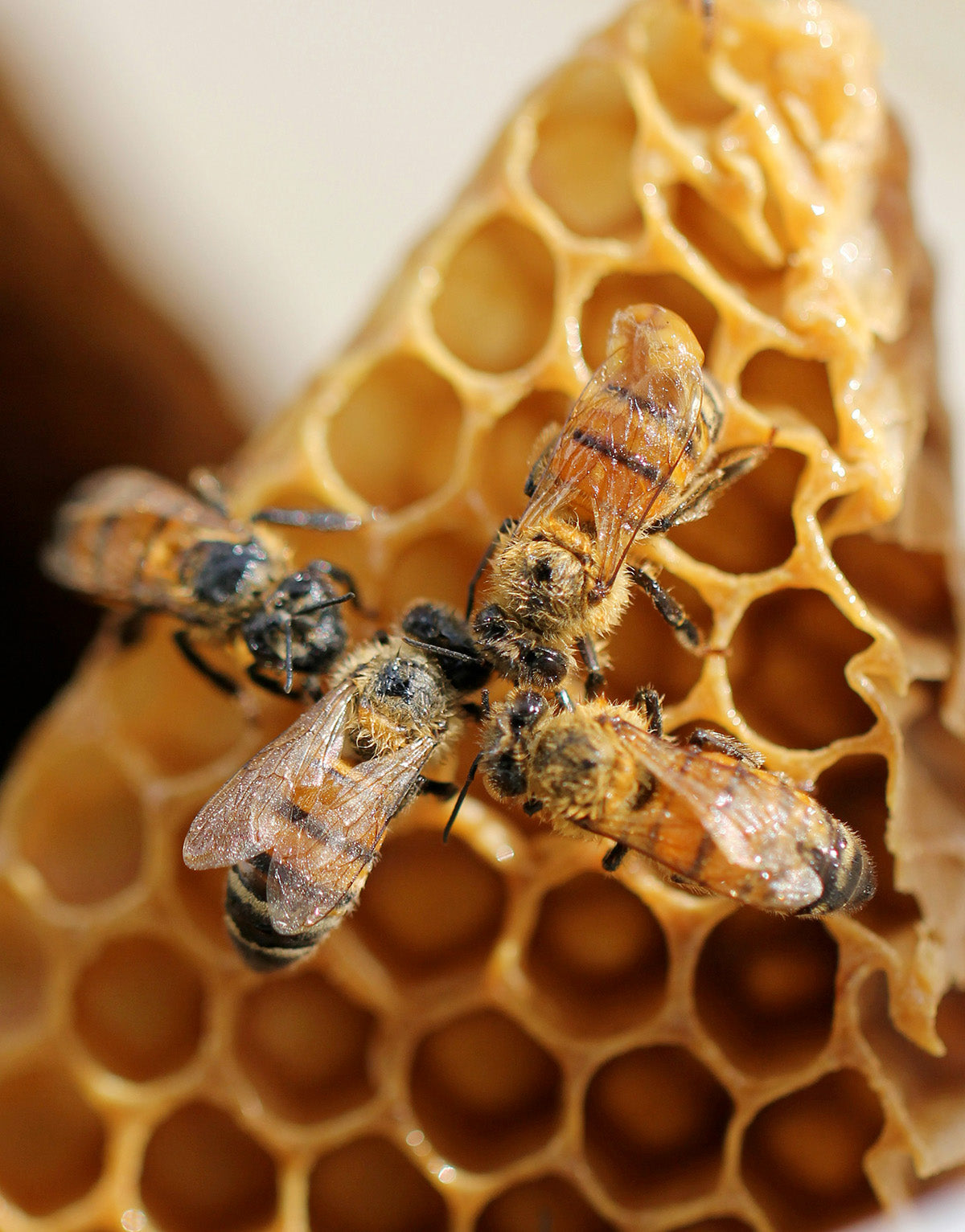 bees on honeycomb