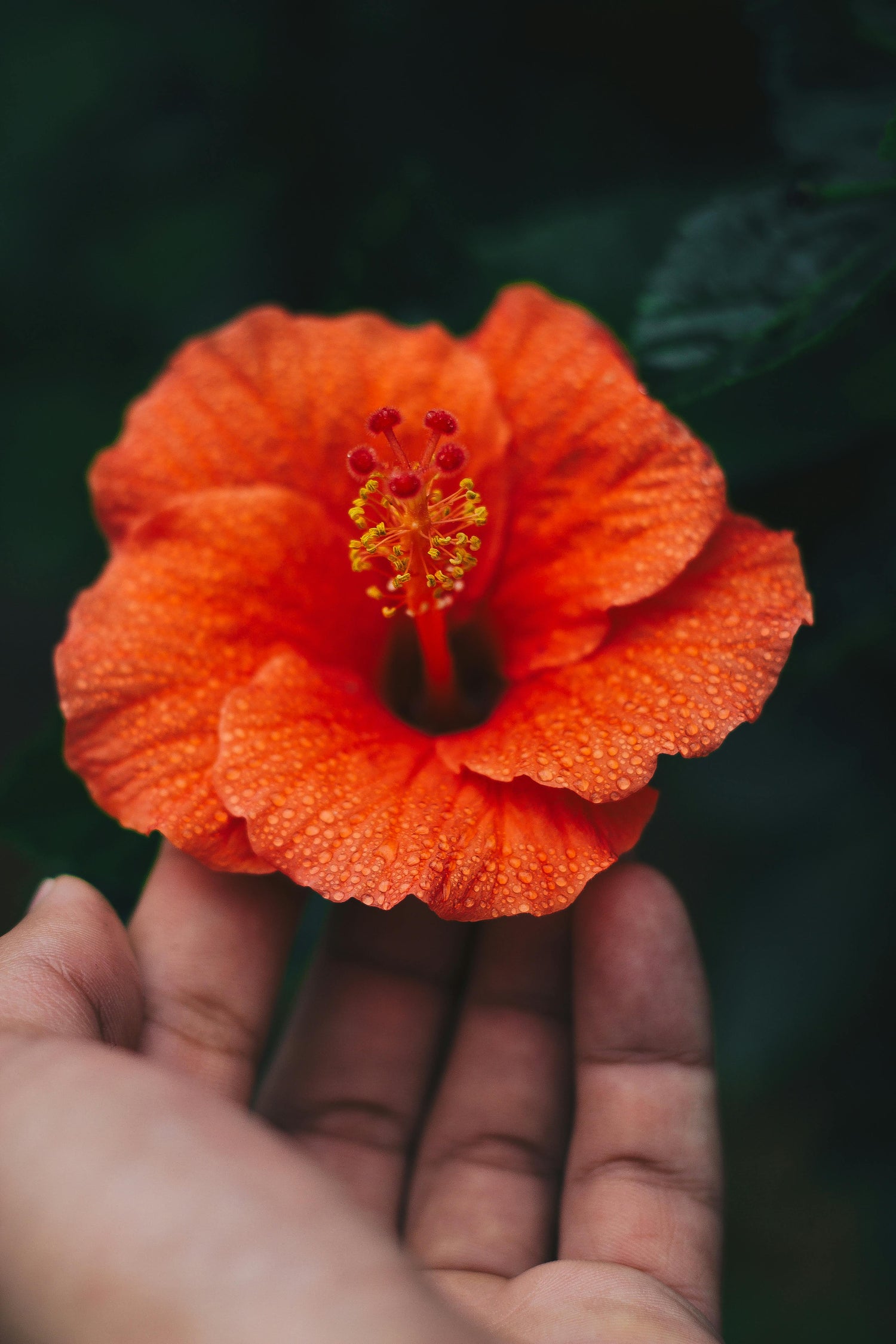 hand holding an orange hibiscus flower