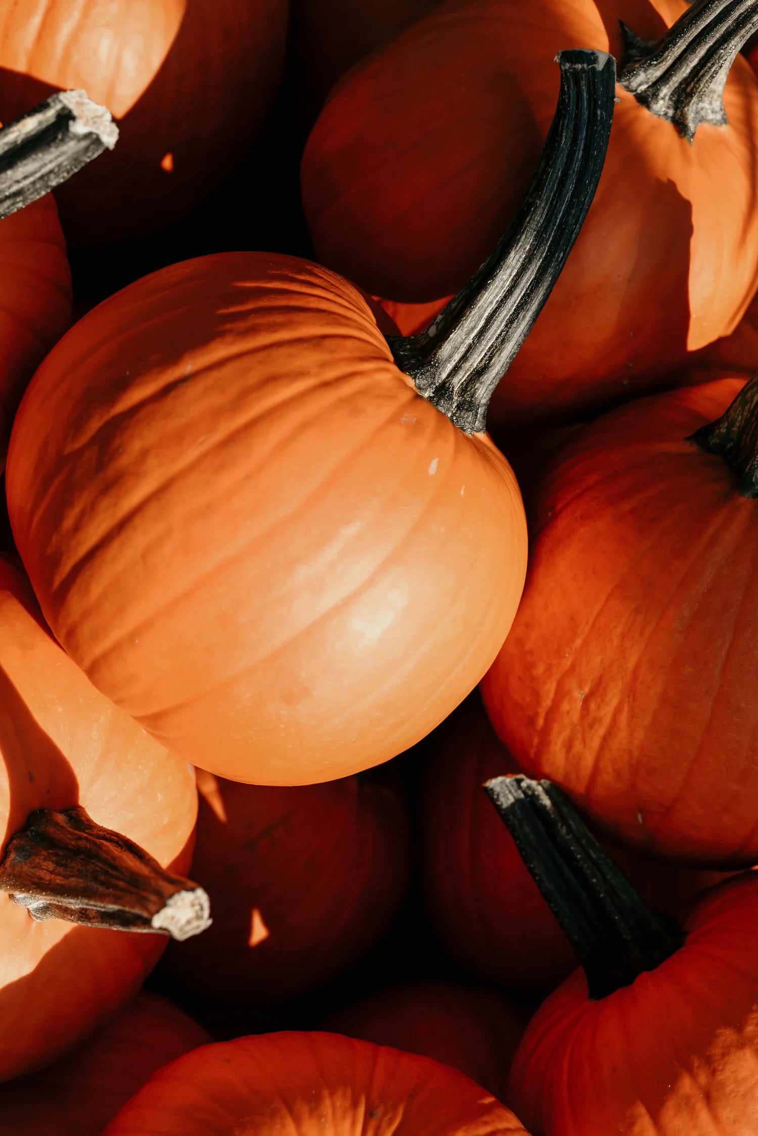 pile of pumpkins